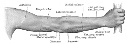 image of an arm