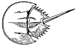 image of horseshoe crab