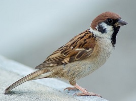 male brown sparrow
