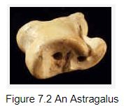 Astragalus bone