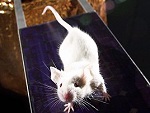 image of white mouse.