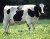Dairy Cow