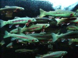 a school of rainbow trout
