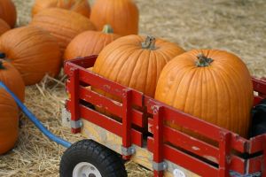 Pumpkins in a cart