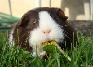 guinea pig eating a dandelion