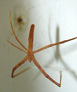 Deinopis spider 