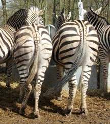 two zebra tails