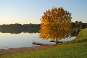 maple tree near a lake