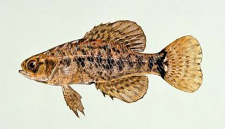 pygmy sunfish