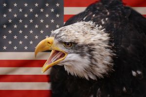 bald eagle in front of the american flag