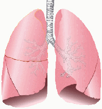 image of the lungs