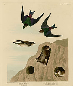 image of bank swallows