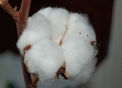 Natural ball of cotton