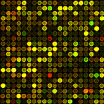 digitized photo of light intensities of microarray