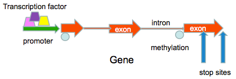 parts of the gene