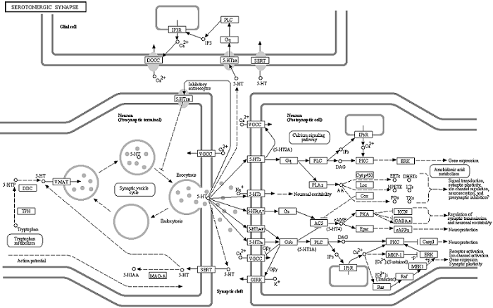 Pathway for serotonin